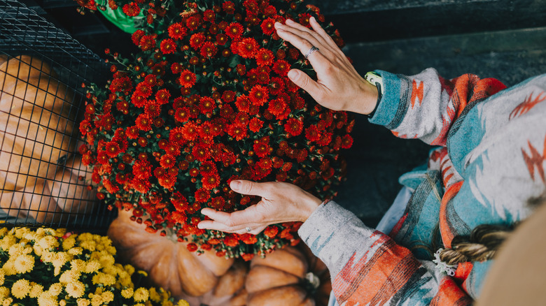 Overhead view of someone touching dark orange blossoms of a mum plant with pumpkins in background