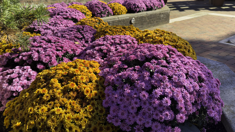 Purple and orange mums in a garden