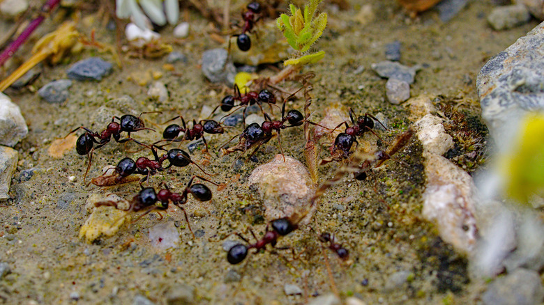 ants on soil