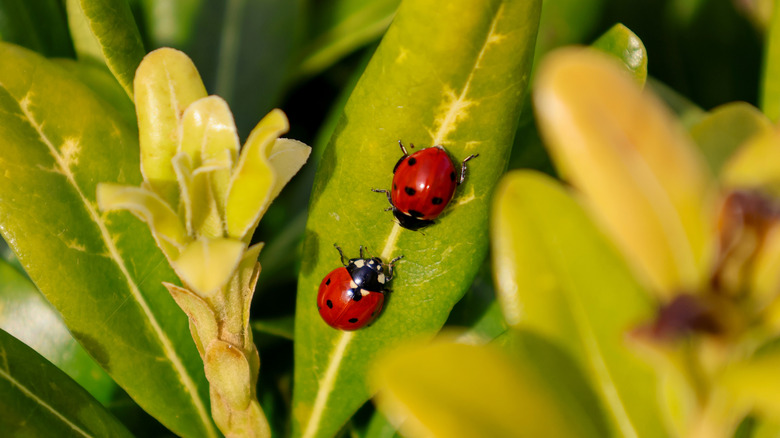 Two Ladybugs on Green Leaf