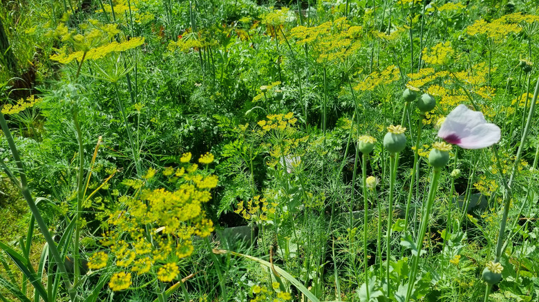 a summer meadow with poppies, dill and parsley