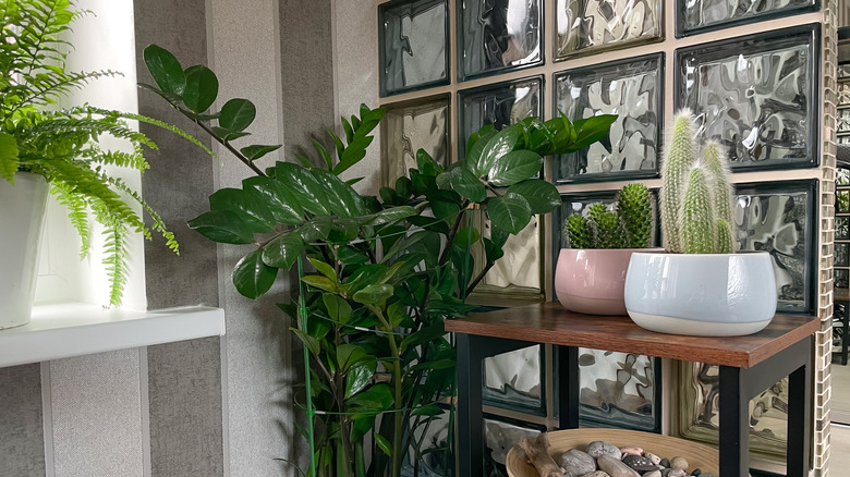 Green plants and shelf in front of glass block windows