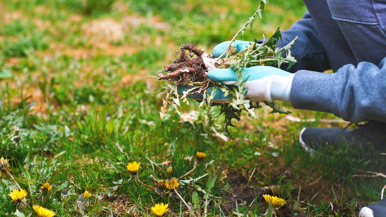 Gardener weeding grass