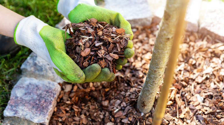 Cupped hands holding mulch