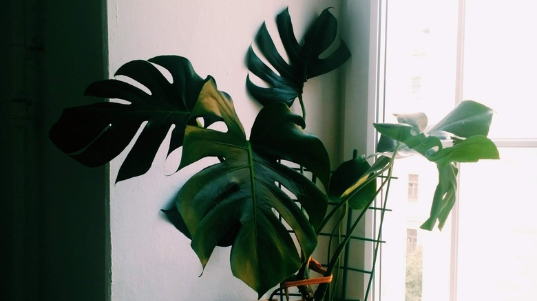 Here's Why You Should Be Staking Your Monstera