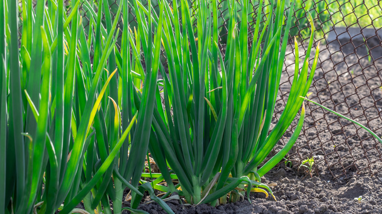 Vegetable bed with green tops of walking onions