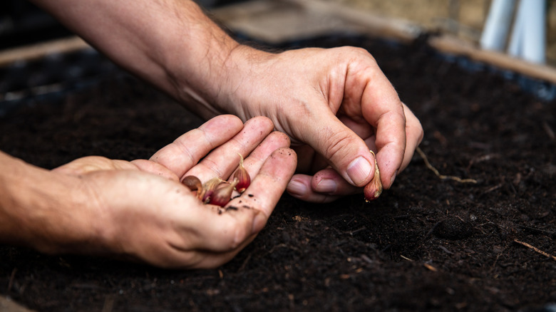 Man planting egyptian walking onion bulbs in soil