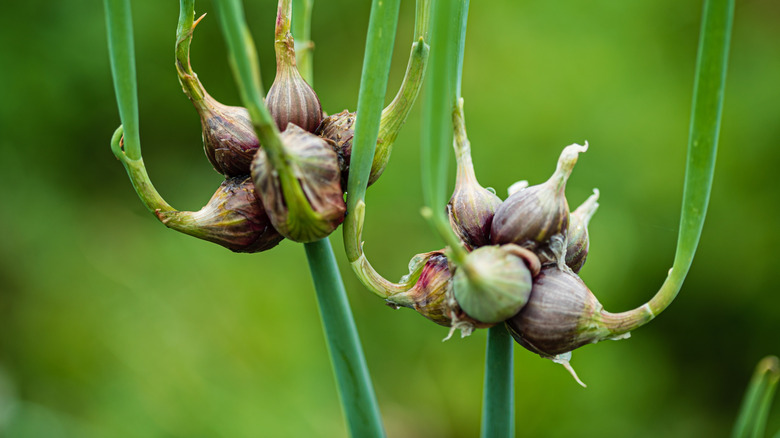 Egyptian walking onions bulbil clusters