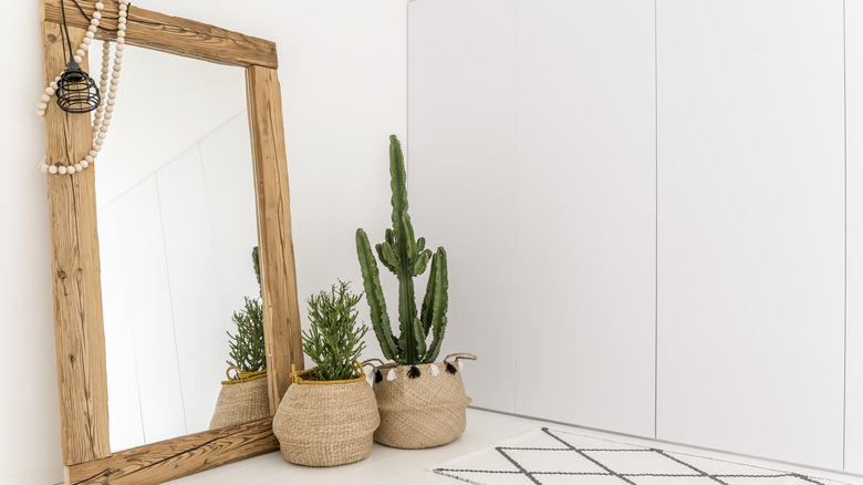 Mirror behind a cactus and second houseplant
