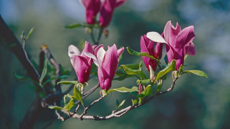 Jane magnolia tree flowers