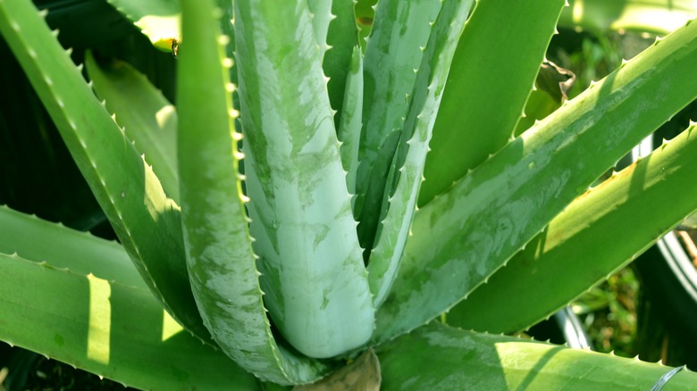 aloe plant outside