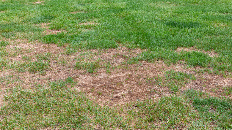 Here's Why Your Grass Is Pulling Up Out Of The Ground (And What To Do ...