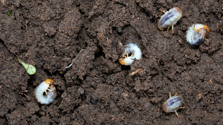 lawn grubs in lawn