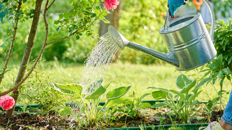 Gardener watering hosta plant in garden