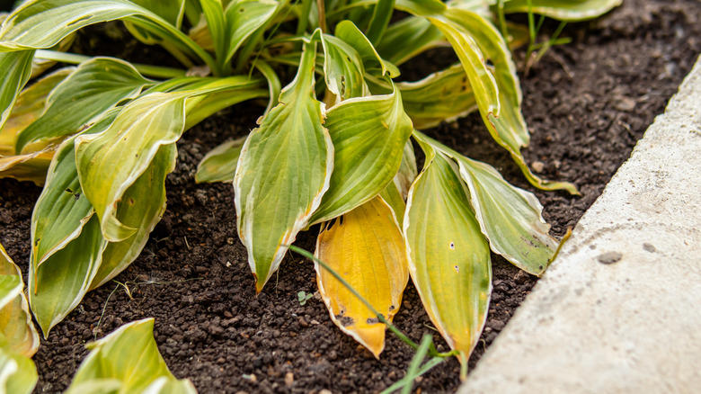 Close up of yellow and green wilting hosta leaves in a garden bed