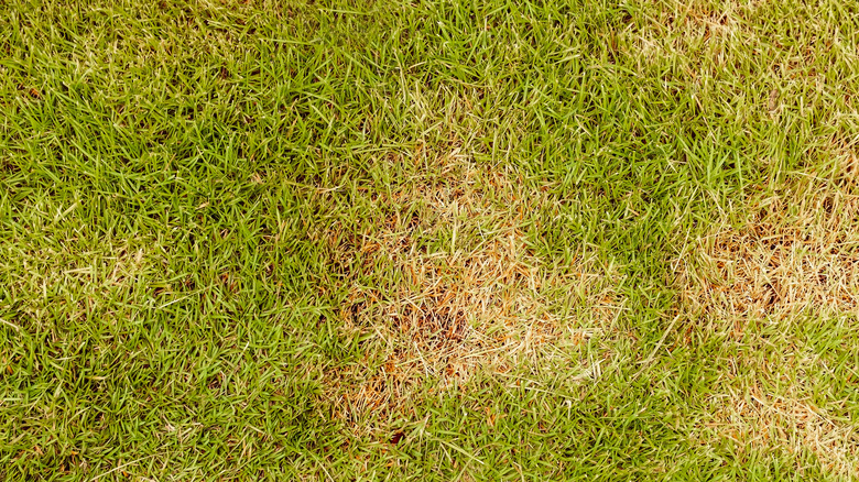 Rusted spots in green grass