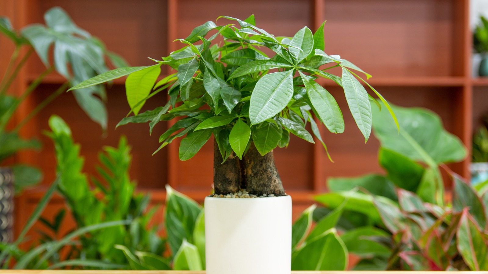 Here s Why Your Money Tree Is Losing Leaves And How To Prevent It