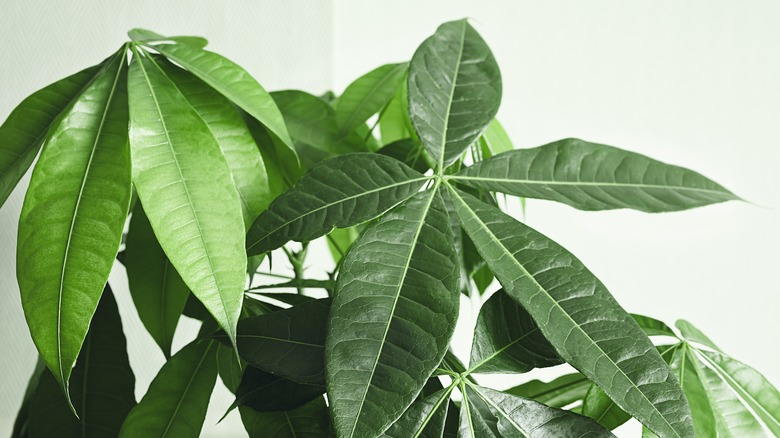 Money tree 2025 leaves