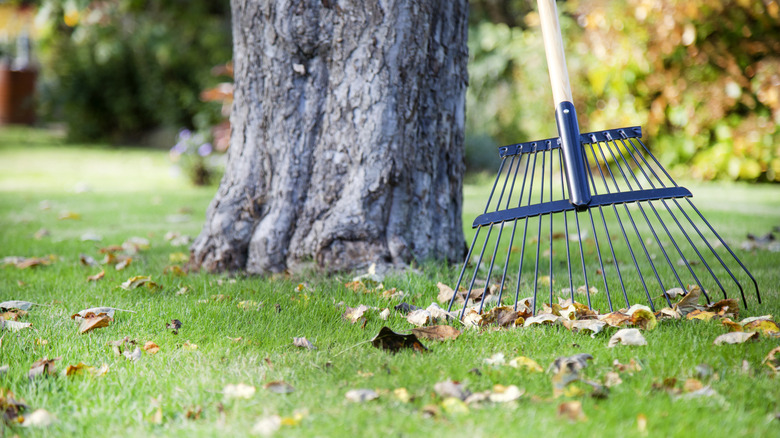 A rake leans against a tree trunk in a yard.