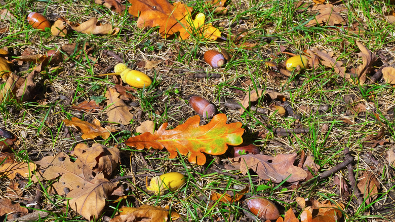 Acorns and leaves litter a lawn.