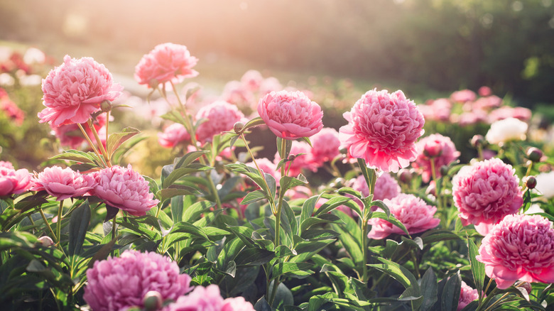 Upright pink peonies in a sunny landscape