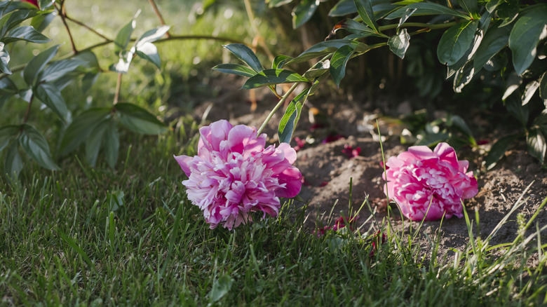 Pink peonies flop onto a green grass lawn.