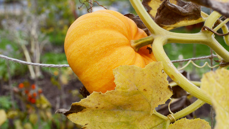 Pumpkin with yellow leaves