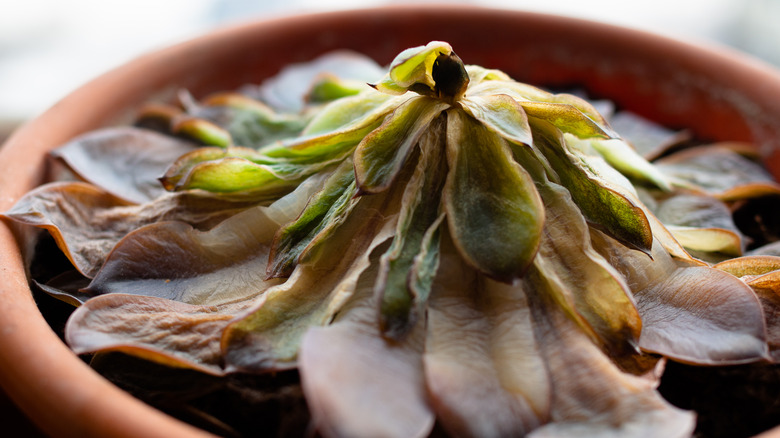 Wilted succulent begins to die