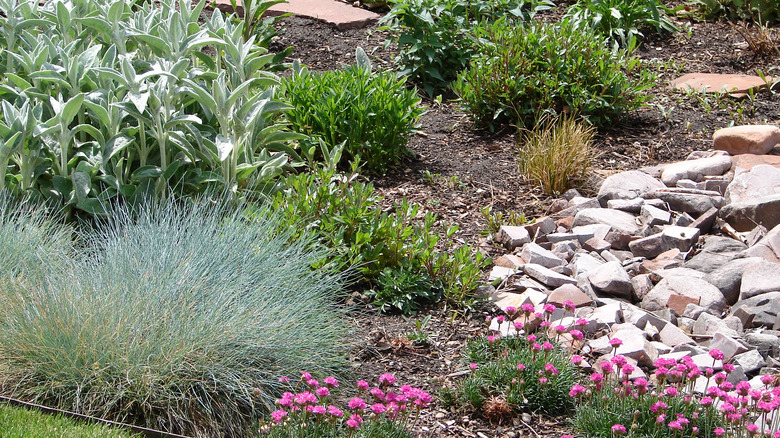 garden bed with plants