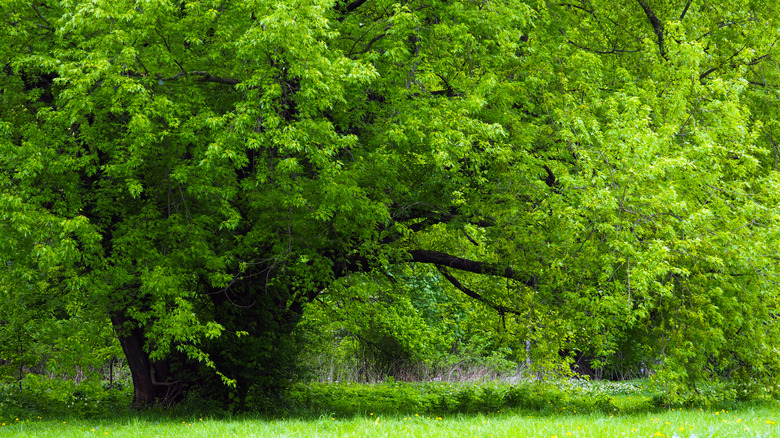 silver maple