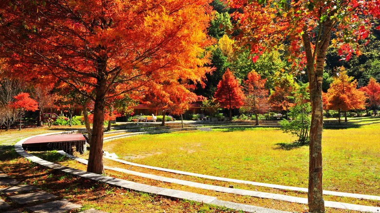 maple trees