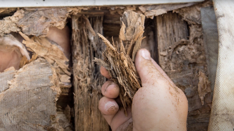 Old rotten wood flooring shows water damage