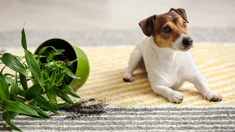dog on run with spilled plant