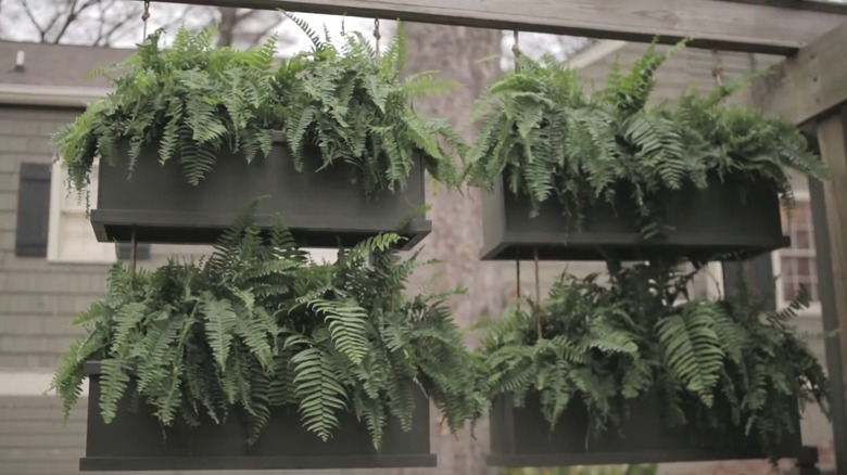 Tiered hanging containers filled with ferns