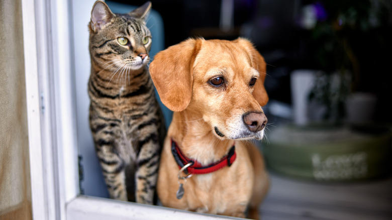dog and cat indoors