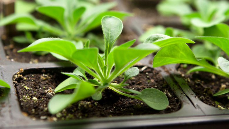 Seedlings started indoors