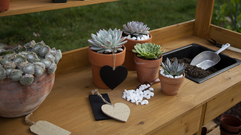 Potting succulents on a potting bench