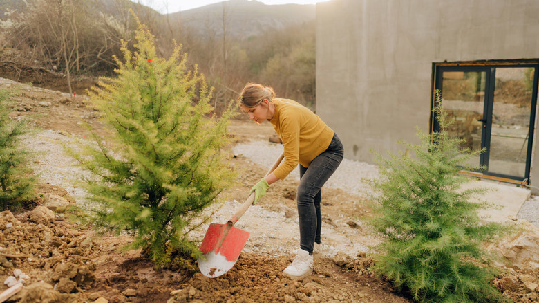 woman planting trees in backyard