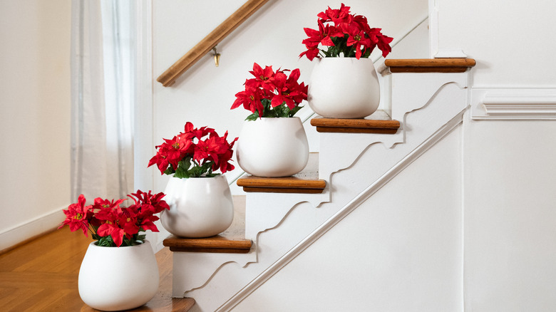 poinsettias in vases