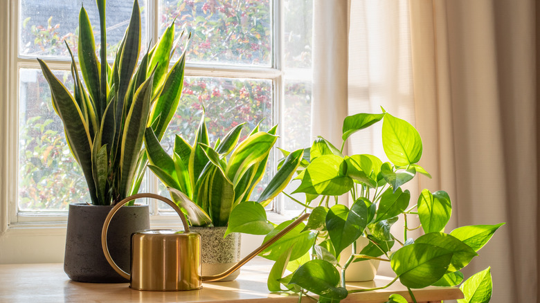 Snake plants