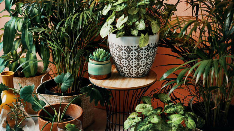 Houseplants