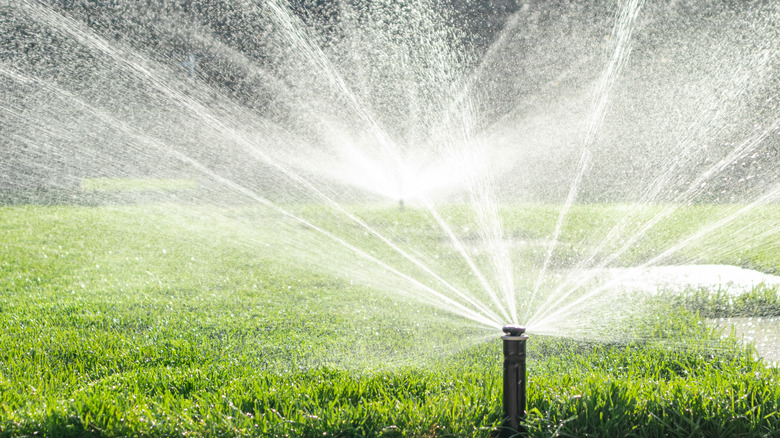 sprinker facing green grass