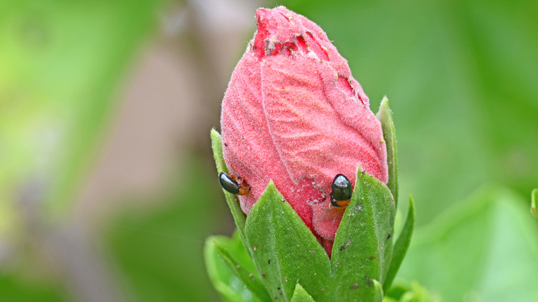 Small pests feasting on a pink hibiscus flower