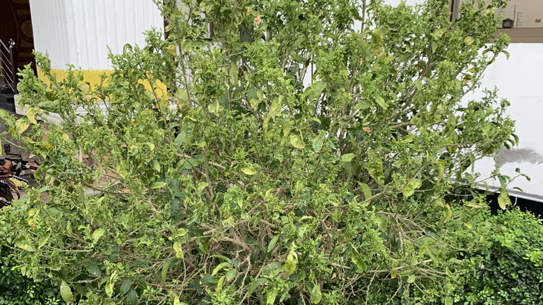 A non-flowering hibiscus shrub in the garden