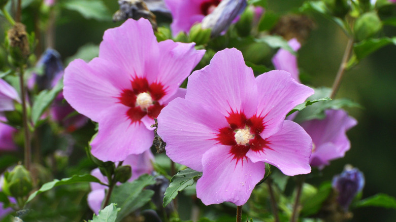 Pink hibiscus flowers blooming in a garden