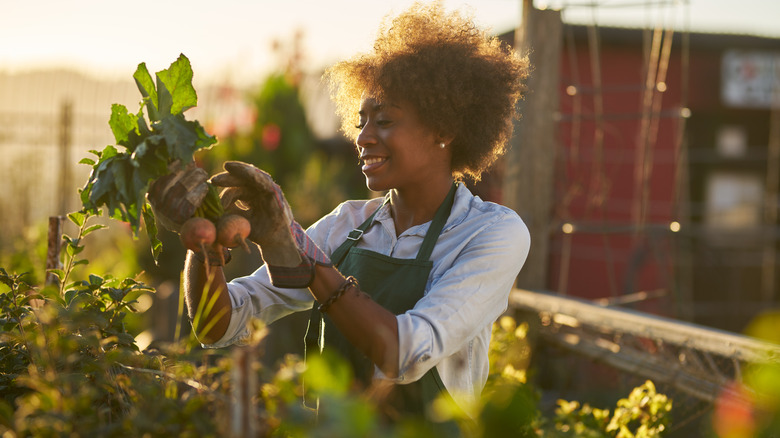 woman harvesting beets