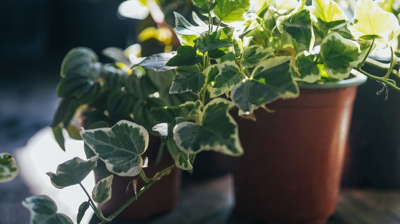 potted English ivy plant
