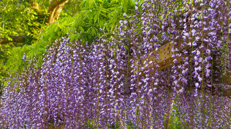 A climbing wisteria in full bloom on a garden trellis