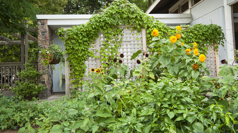A trellis covered with climbing plants