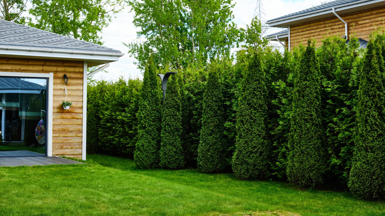 Suburban backyard with wooden house and green hedges